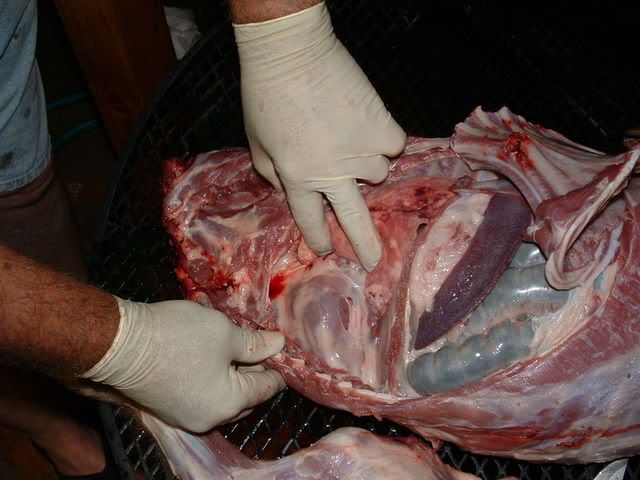 TradRag.com • View topic - Hog anatomy